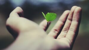 Planta creciendo en la mano de una persona