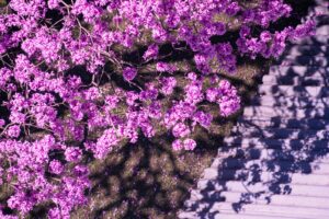 purple petaled flowers